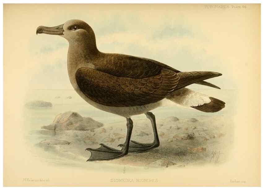 Reproducción/Reproduction 40671343493: A monograph of the petrels (order Tubinares) /. London :Witherby & Co. ...,1907-1910.. 