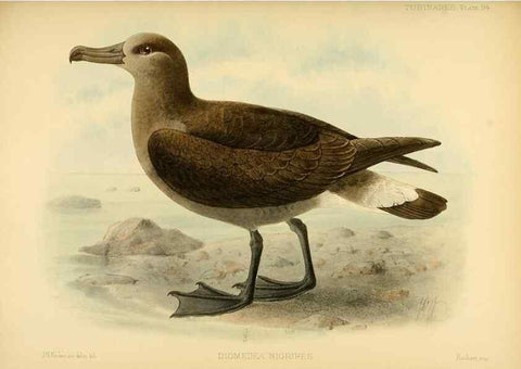 Reproducción/Reproduction 40671343493: A monograph of the petrels (order Tubinares) /. London :Witherby & Co. ...,1907-1910.. 