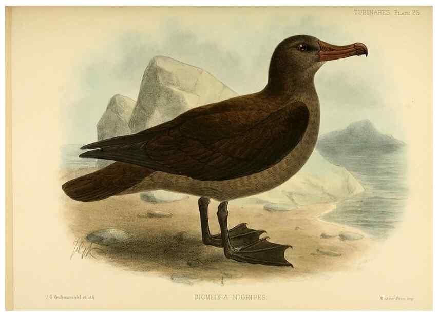 Reproducción/Reproduction 46913621024: A monograph of the petrels (order Tubinares) /. London :Witherby & Co. ...,1907-1910.. 