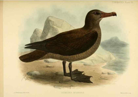 Reproducción/Reproduction 46913621024: A monograph of the petrels (order Tubinares) /. London :Witherby & Co. ...,1907-1910.. 