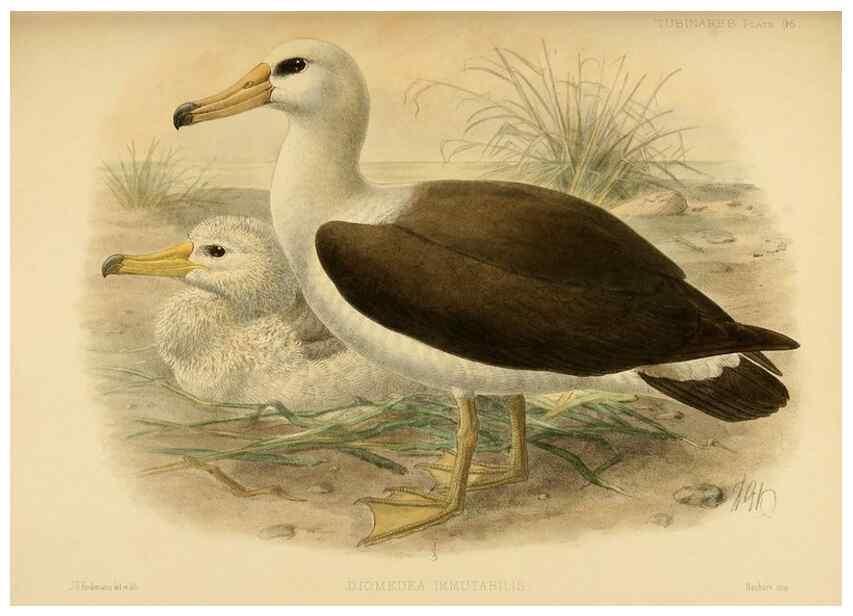 Reproducción/Reproduction 32695302367: A monograph of the petrels (order Tubinares) /. London :Witherby & Co. ...,1907-1910.. 