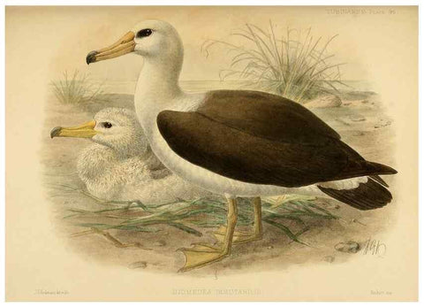 Reproducción/Reproduction 32695302367: A monograph of the petrels (order Tubinares) /. London :Witherby & Co. ...,1907-1910.. 