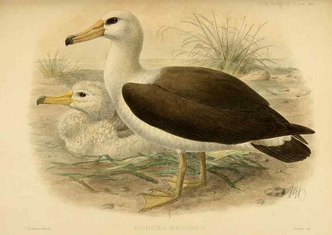 Reproducción/Reproduction 32695302367: A monograph of the petrels (order Tubinares) /. London :Witherby & Co. ...,1907-1910.. 