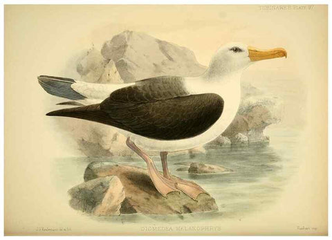 Reproducción/Reproduction 32695302757: A monograph of the petrels (order Tubinares) /. London :Witherby & Co. ...,1907-1910.. 
