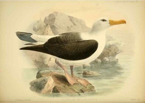 Reproducción/Reproduction 32695302757: A monograph of the petrels (order Tubinares) /. London :Witherby & Co. ...,1907-1910.. 