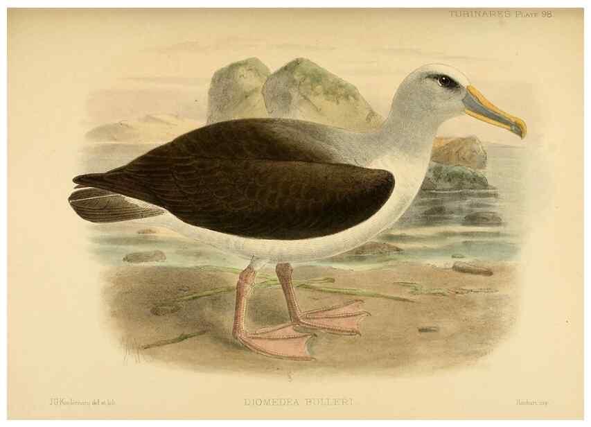 Reproducción/Reproduction 47637919661: A monograph of the petrels (order Tubinares) /. London :Witherby & Co. ...,1907-1910.. 
