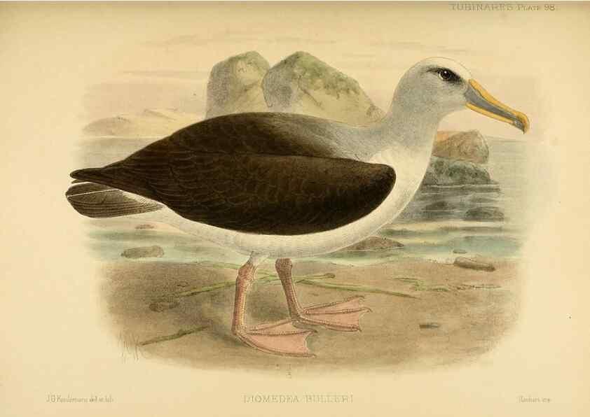 Reproducción/Reproduction 47637919661: A monograph of the petrels (order Tubinares) /. London :Witherby & Co. ...,1907-1910.. 