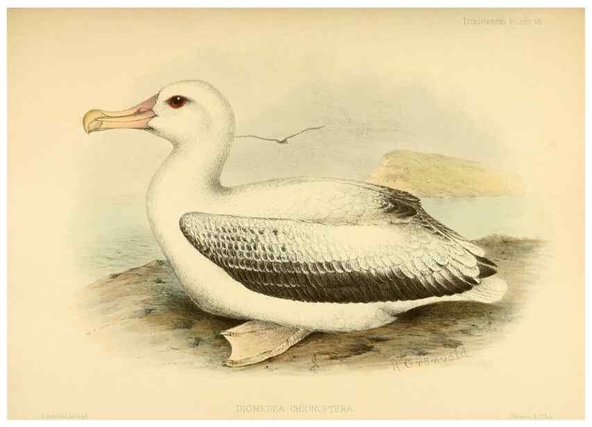 Reproducción/Reproduction 33760463748: A monograph of the petrels (order Tubinares) /. London :Witherby & Co. ...,1907-1910.. 