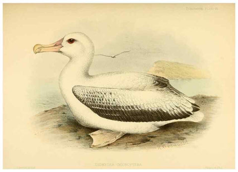 Reproducción/Reproduction 33760463748: A monograph of the petrels (order Tubinares) /. London :Witherby & Co. ...,1907-1910.. 