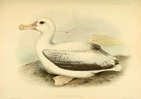 Reproducción/Reproduction 33760463748: A monograph of the petrels (order Tubinares) /. London :Witherby & Co. ...,1907-1910.. 