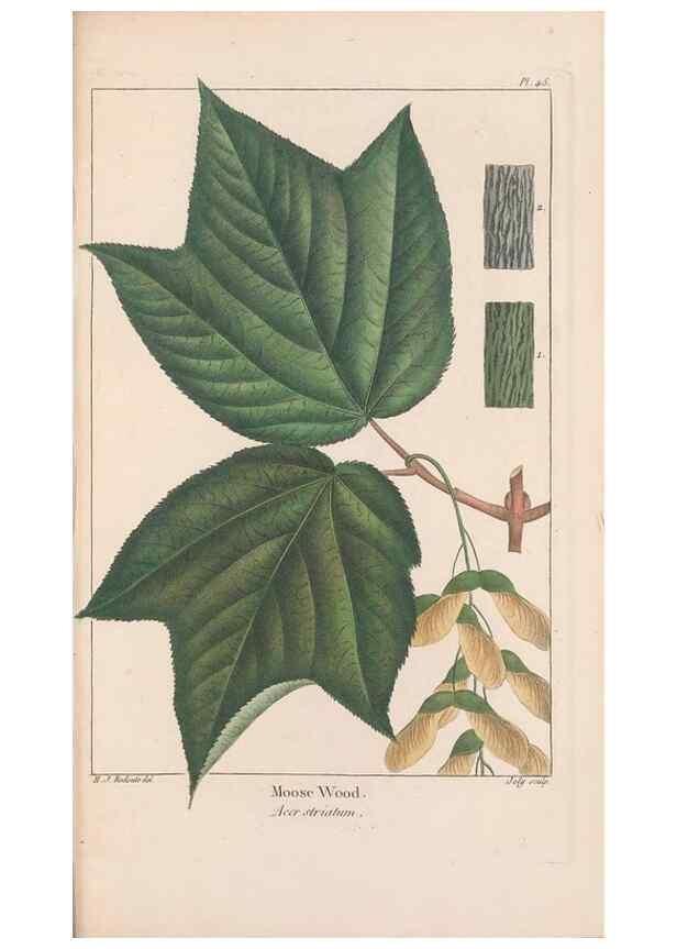 Reproducción/Reproduction 32695519477: The North American sylva;. Philadelphia,R.P. Smith,1853.. 