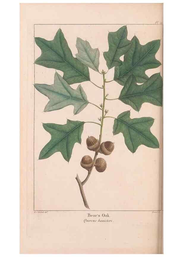 Reproducción/Reproduction 46913835774: The North American sylva;. Philadelphia,R.P. Smith,1853.. 