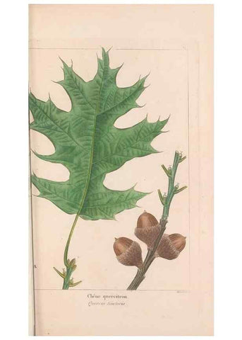 Reproducción/Reproduction 32695509497: The North American sylva;. Philadelphia,R.P. Smith,1853.. 