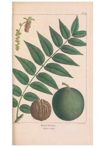 Reproducción/Reproduction 46722440155: The North American sylva;. Philadelphia,R.P. Smith,1853.. 