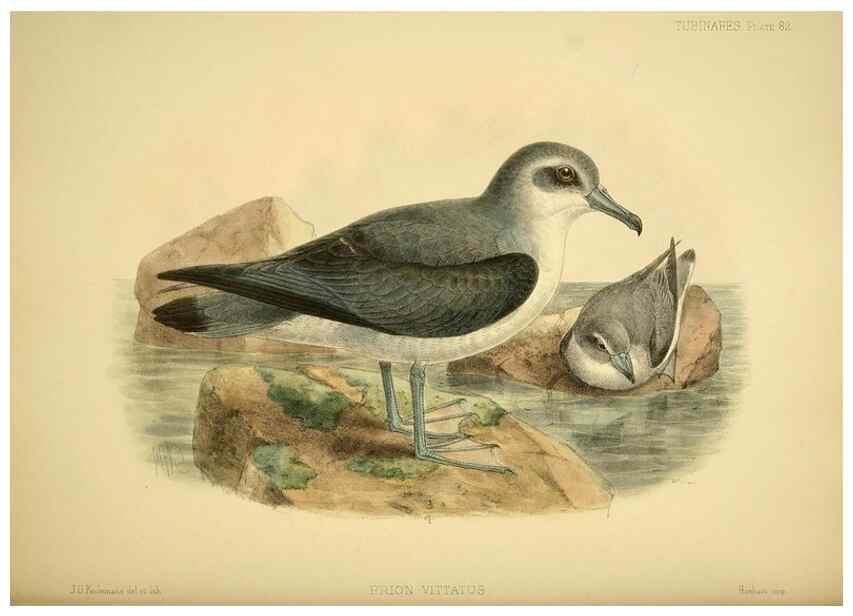Reproducción/Reproduction 46722216495: A monograph of the petrels (order Tubinares) /. London :Witherby & Co. ...,1907-1910.. 