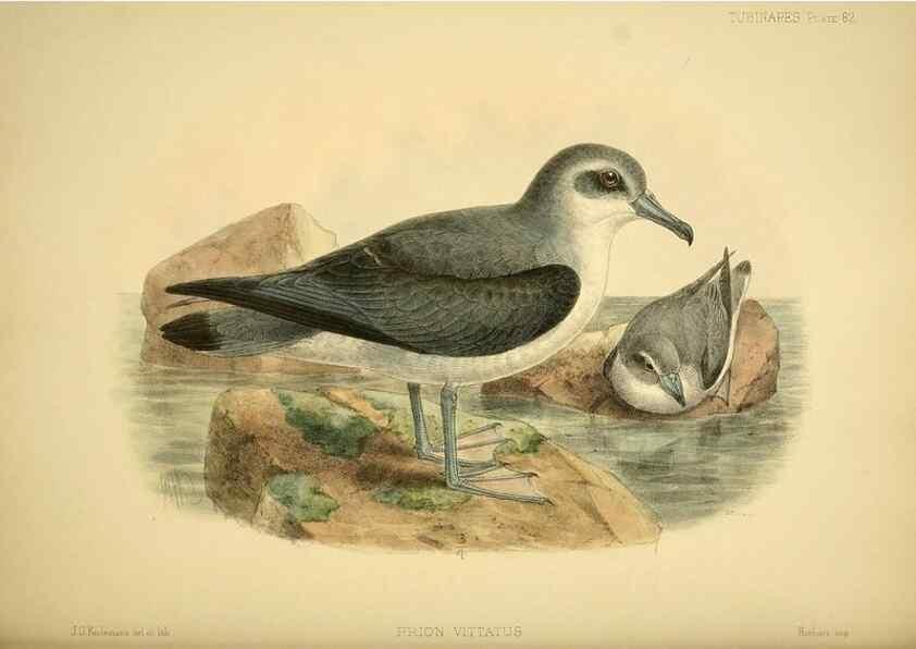 Reproducción/Reproduction 46722216495: A monograph of the petrels (order Tubinares) /. London :Witherby & Co. ...,1907-1910.. 
