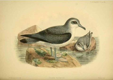 Reproducción/Reproduction 46722216495: A monograph of the petrels (order Tubinares) /. London :Witherby & Co. ...,1907-1910.. 