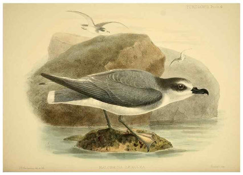 Reproducción/Reproduction 47637914161: A monograph of the petrels (order Tubinares) /. London :Witherby & Co. ...,1907-1910.. 