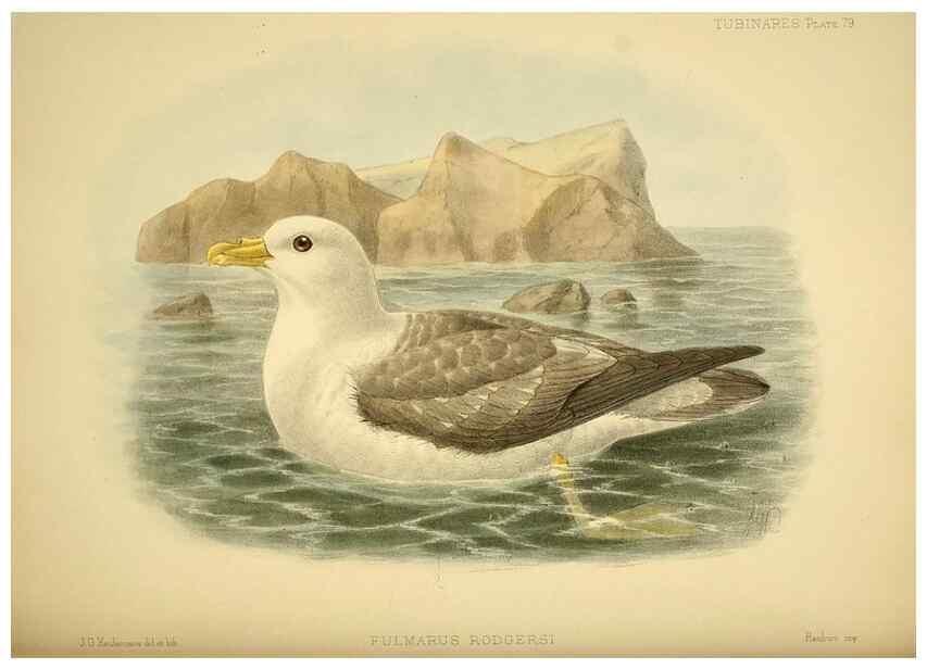 Reproducción/Reproduction 32695295667: A monograph of the petrels (order Tubinares) /. London :Witherby & Co. ...,1907-1910.. 