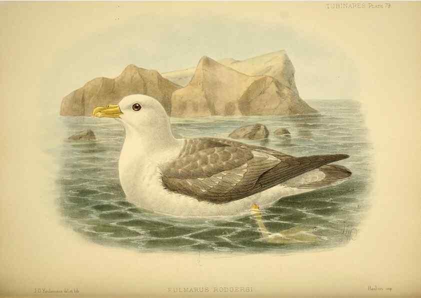Reproducción/Reproduction 32695295667: A monograph of the petrels (order Tubinares) /. London :Witherby & Co. ...,1907-1910.. 