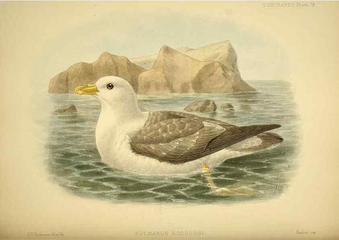 Reproducción/Reproduction 32695295667: A monograph of the petrels (order Tubinares) /. London :Witherby & Co. ...,1907-1910.. 