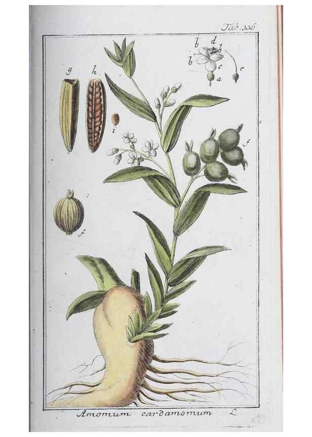Reproducción/Reproduction 46456032904: Icones plantarum medicinalium.. Nürnberg :auf Kosten der Raspischen Buchhandlung,1779-1790. 