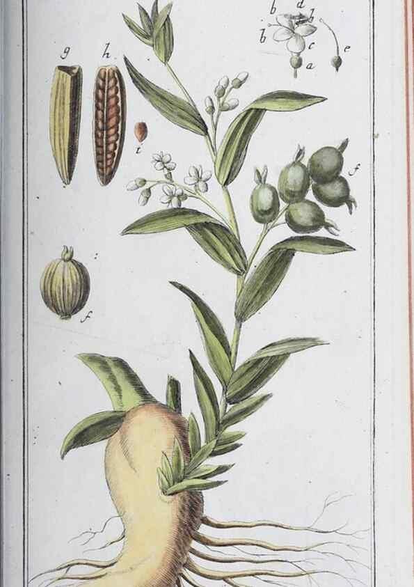 Reproducción/Reproduction 46456032904: Icones plantarum medicinalium.. Nürnberg :auf Kosten der Raspischen Buchhandlung,1779-1790. 
