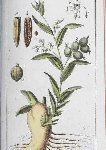 Reproducción/Reproduction 46456032904: Icones plantarum medicinalium.. Nürnberg :auf Kosten der Raspischen Buchhandlung,1779-1790. 