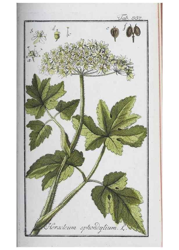 Reproducción/Reproduction 32237789497: Icones plantarum medicinalium.. Nürnberg :auf Kosten der Raspischen Buchhandlung,1779-1790. 