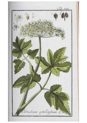Reproducción/Reproduction 32237789497: Icones plantarum medicinalium.. Nürnberg :auf Kosten der Raspischen Buchhandlung,1779-1790. 