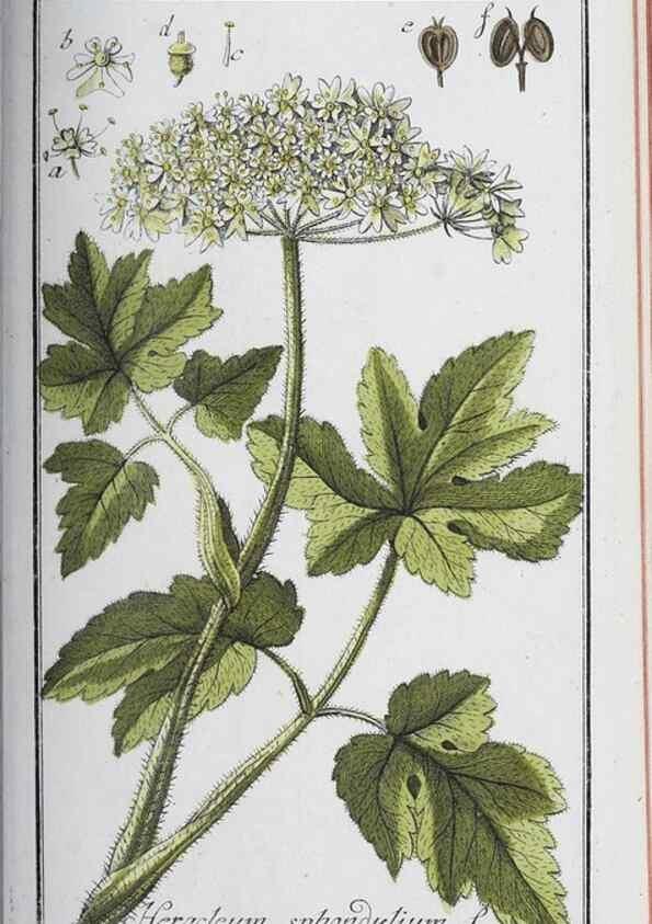 Reproducción/Reproduction 32237789497: Icones plantarum medicinalium.. Nürnberg :auf Kosten der Raspischen Buchhandlung,1779-1790. 