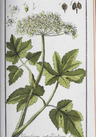 Reproducción/Reproduction 32237789497: Icones plantarum medicinalium.. Nürnberg :auf Kosten der Raspischen Buchhandlung,1779-1790. 