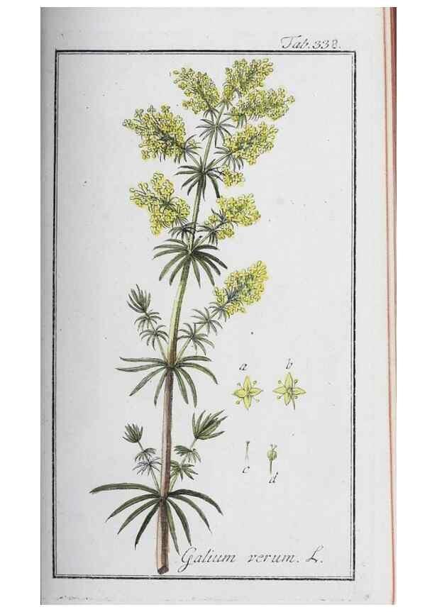Reproducción/Reproduction 33304292728: Icones plantarum medicinalium.. Nürnberg :auf Kosten der Raspischen Buchhandlung,1779-1790. 