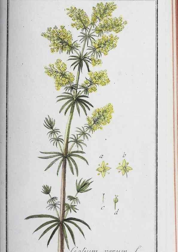 Reproducción/Reproduction 33304292728: Icones plantarum medicinalium.. Nürnberg :auf Kosten der Raspischen Buchhandlung,1779-1790. 