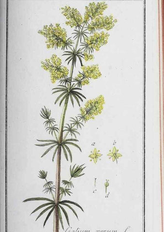 Reproducción/Reproduction 33304292728: Icones plantarum medicinalium.. Nürnberg :auf Kosten der Raspischen Buchhandlung,1779-1790. 