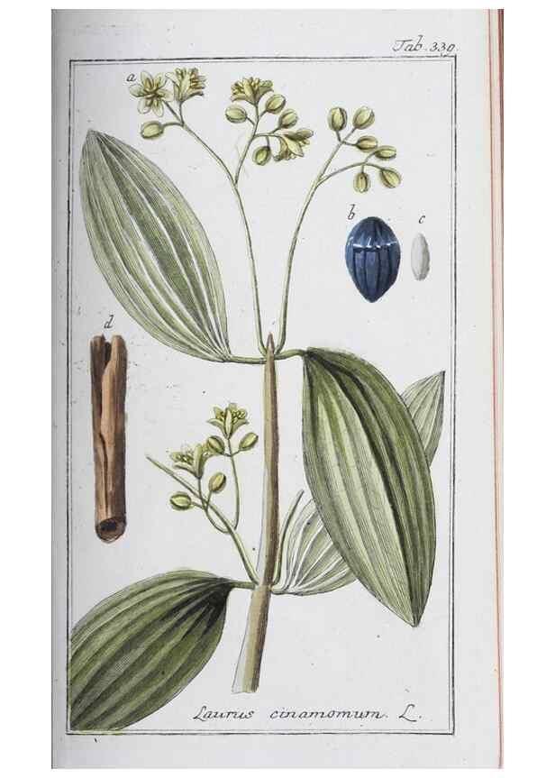 Reproducción/Reproduction 46456035174: Icones plantarum medicinalium.. Nürnberg :auf Kosten der Raspischen Buchhandlung,1779-1790. 