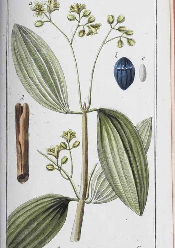 Reproducción/Reproduction 46456035174: Icones plantarum medicinalium.. Nürnberg :auf Kosten der Raspischen Buchhandlung,1779-1790. 