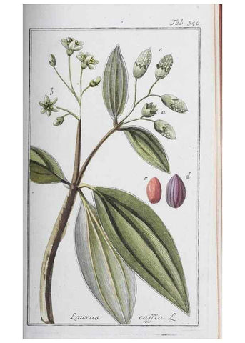 Reproducción/Reproduction 47127748252: Icones plantarum medicinalium.. Nürnberg :auf Kosten der Raspischen Buchhandlung,1779-1790. 