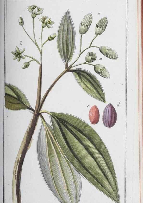 Reproducción/Reproduction 47127748252: Icones plantarum medicinalium.. Nürnberg :auf Kosten der Raspischen Buchhandlung,1779-1790. 