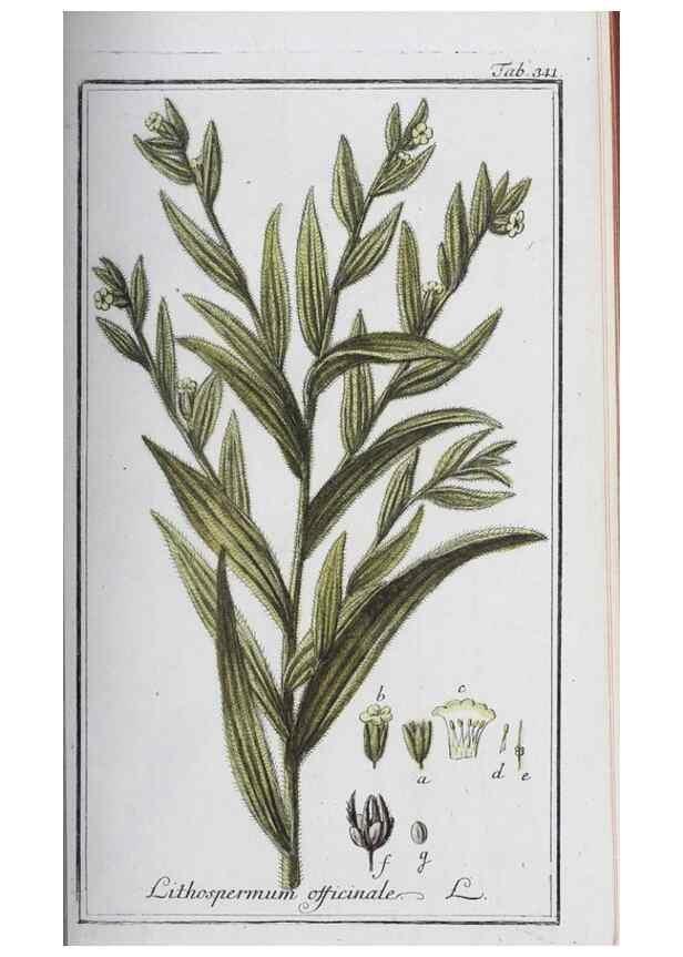 Reproducción/Reproduction 33304296658: Icones plantarum medicinalium.. Nürnberg :auf Kosten der Raspischen Buchhandlung,1779-1790. 