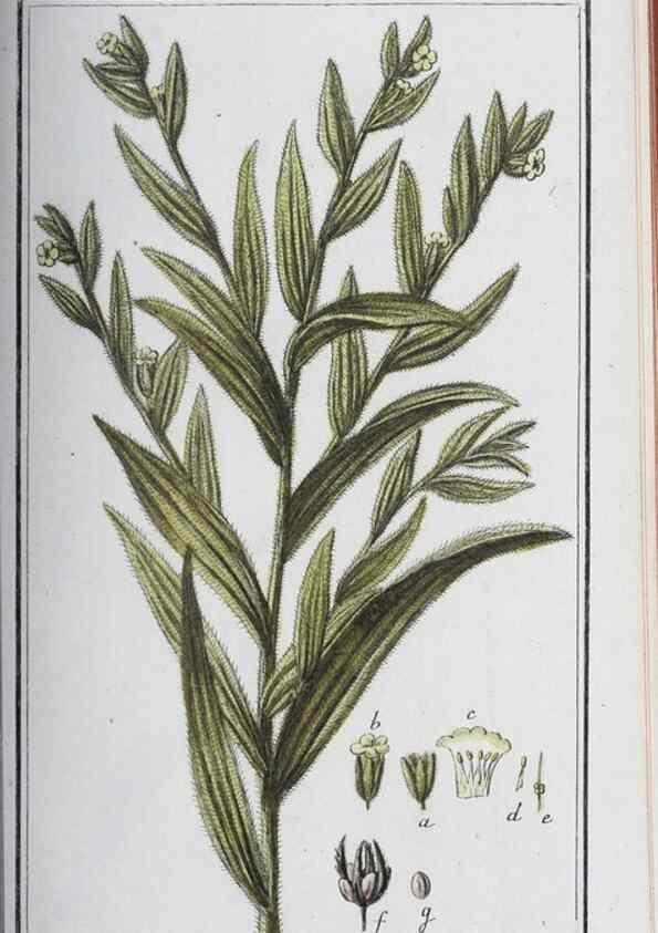 Reproducción/Reproduction 33304296658: Icones plantarum medicinalium.. Nürnberg :auf Kosten der Raspischen Buchhandlung,1779-1790. 