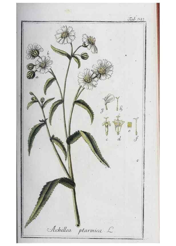 Reproducción/Reproduction 46265366795: Icones plantarum medicinalium.. Nürnberg :auf Kosten der Raspischen Buchhandlung,1779-1790. 