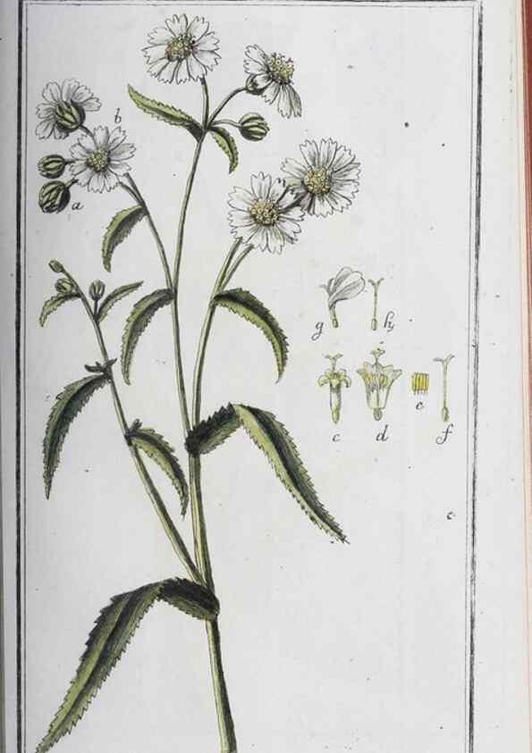 Reproducción/Reproduction 46265366795: Icones plantarum medicinalium.. Nürnberg :auf Kosten der Raspischen Buchhandlung,1779-1790. 