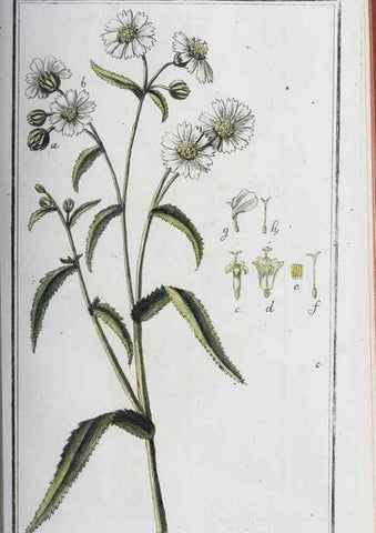 Reproducción/Reproduction 46265366795: Icones plantarum medicinalium.. Nürnberg :auf Kosten der Raspischen Buchhandlung,1779-1790. 