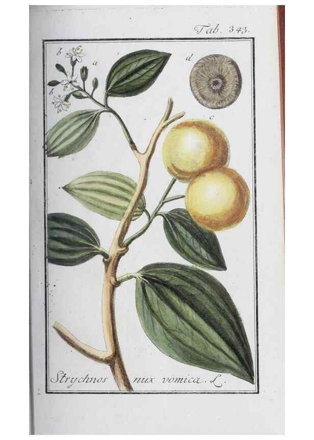 Reproducción/Reproduction 46456039064: Icones plantarum medicinalium.. Nürnberg :auf Kosten der Raspischen Buchhandlung,1779-1790. 