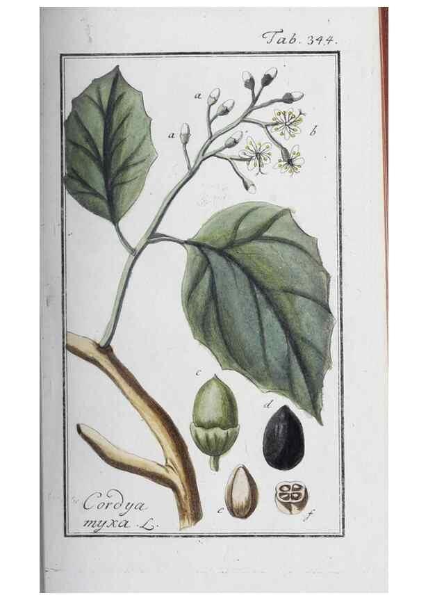 Reproducción/Reproduction 47127751202: Icones plantarum medicinalium.. Nürnberg :auf Kosten der Raspischen Buchhandlung,1779-1790. 