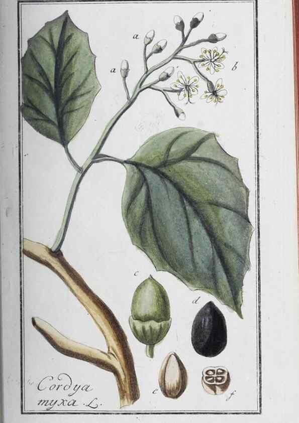 Reproducción/Reproduction 47127751202: Icones plantarum medicinalium.. Nürnberg :auf Kosten der Raspischen Buchhandlung,1779-1790. 