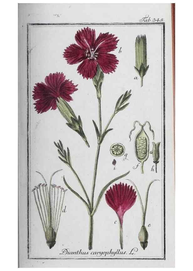 Reproducción/Reproduction 47127752012: Icones plantarum medicinalium.. Nürnberg :auf Kosten der Raspischen Buchhandlung,1779-1790. 