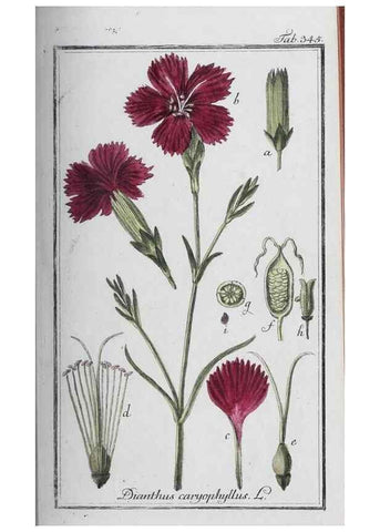 Reproducción/Reproduction 47127752012: Icones plantarum medicinalium.. Nürnberg :auf Kosten der Raspischen Buchhandlung,1779-1790. 