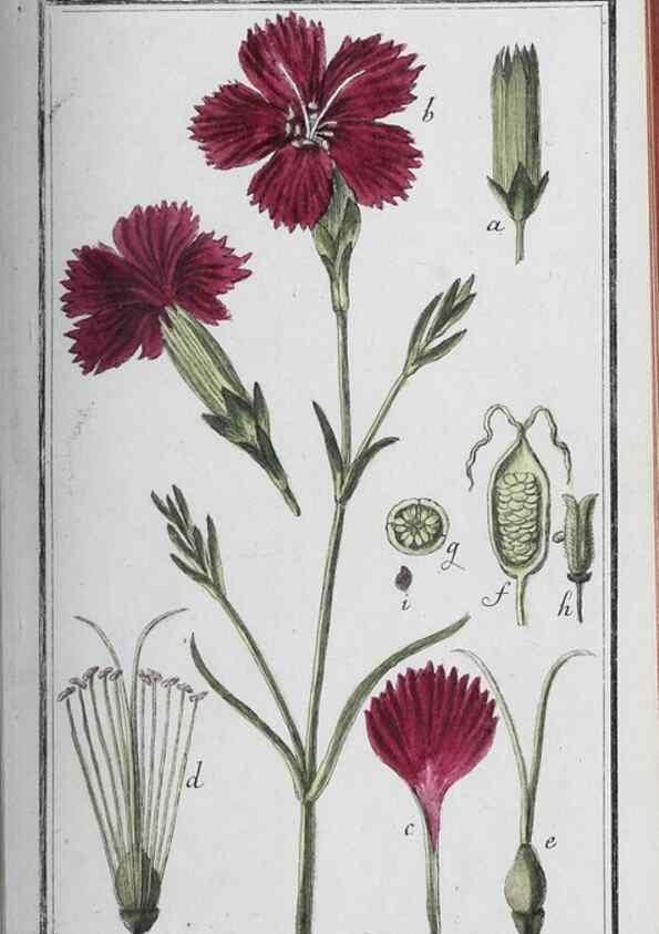 Reproducción/Reproduction 47127752012: Icones plantarum medicinalium.. Nürnberg :auf Kosten der Raspischen Buchhandlung,1779-1790. 